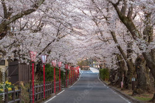 Sakurazaka, cherry blossom tunnel road with beautiful full blooming at Dake onsen town, Fukushima, Japan.