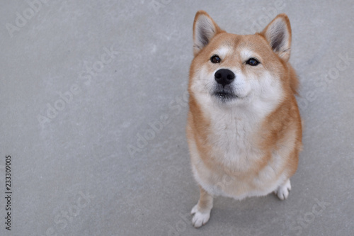 柴犬・見上げる