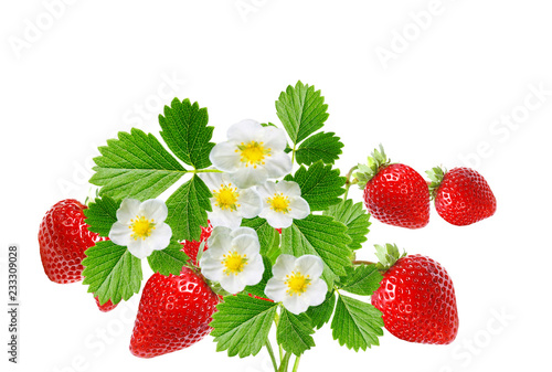 garden plant strawberry blooming witch red berries