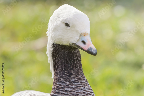 Emperor Goose Close up portrait (Anser canagicus) photo