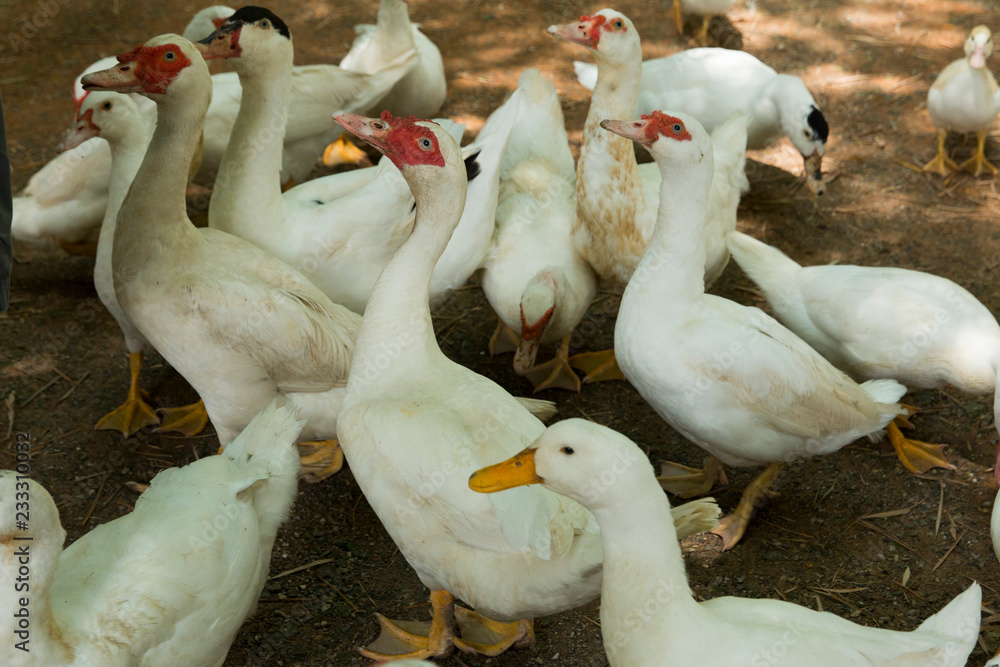 Obraz premium Herd of ducks in farm animal. Ducks standing on soil floor.