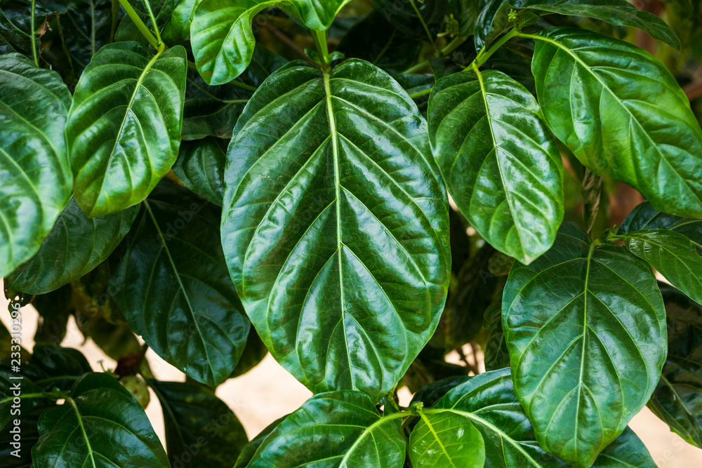 Green Morinda citrifolia leaves in nature garden. Green Morinda citrifolia leaves in nature garden.