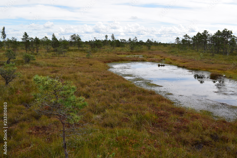 Kemeri national park, bog and lakes landscape picture with trees refelcting in the water