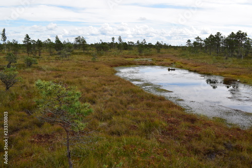 Kemeri national park, bog and lakes landscape picture with trees refelcting in the water