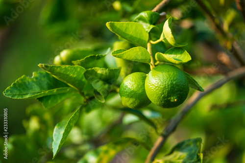 Wallpaper Mural Close up of green Lemons grow on the lemon tree in a garden citrus fruit thailand. Torontodigital.ca