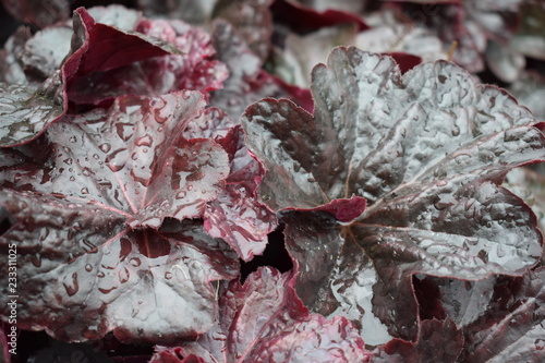 leaves of Begonia in cloudy weather background, texture, photo