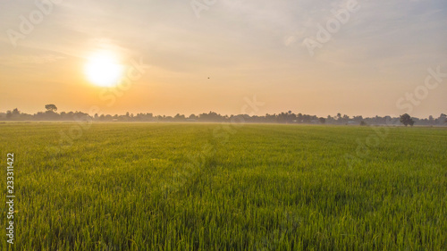 Field _ sun