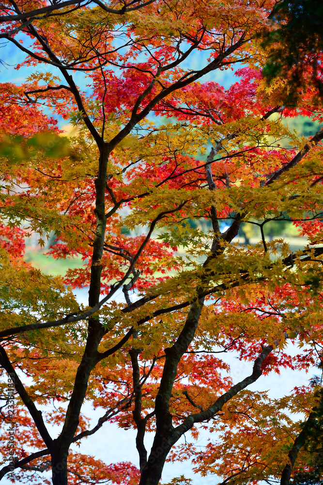 志高湖の紅葉