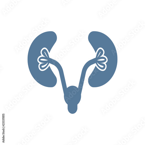 Kidneys Icon