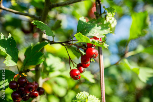 Hawthorn bush with berries in the garden. Shallow depth of field. photo