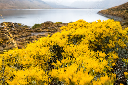 Chamisa wildflowers (Ericameria nauseosa) blooming at the beginning of fall in the Eastern Sierra mountains, California photo