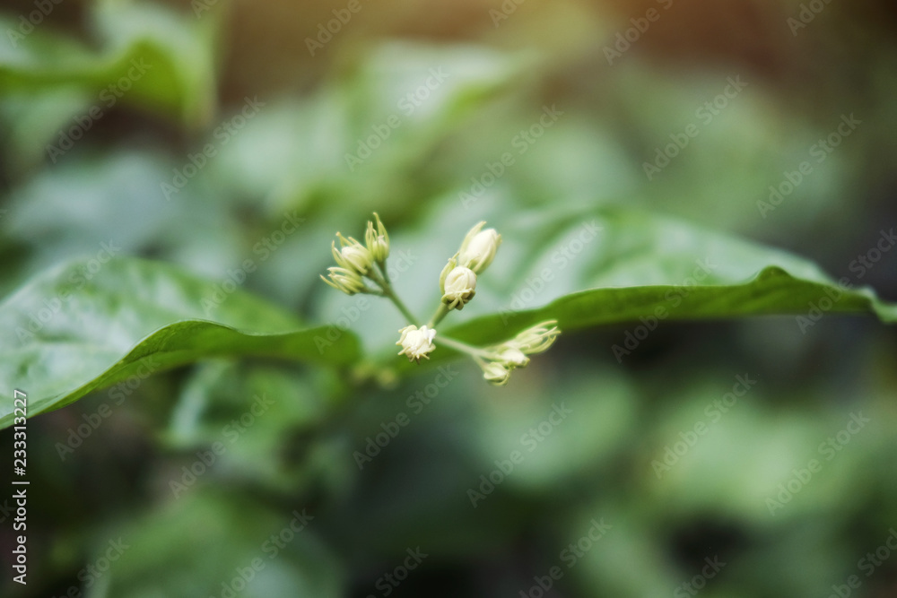 Fototapeta premium jasminum sambac arabic jasmin oleacea tree in garden with natural sunlight