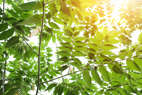 Green leaf of West Indian plum or Jamaican cherry,Muntingia calabura innatural sunlight. photo