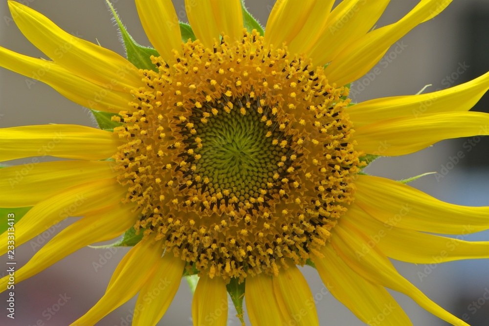 Flowers in flower - the sunflower Flowers in flower - the sunflower