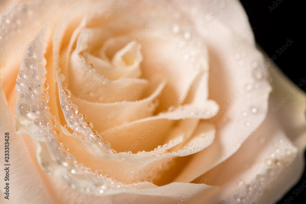Beautiful rose bud with drops on a black background Beautiful rose bud with drops on a black background