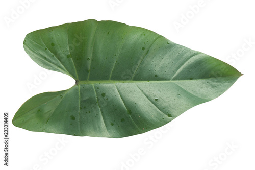 Green tropical leaf on white background work with save paths in file