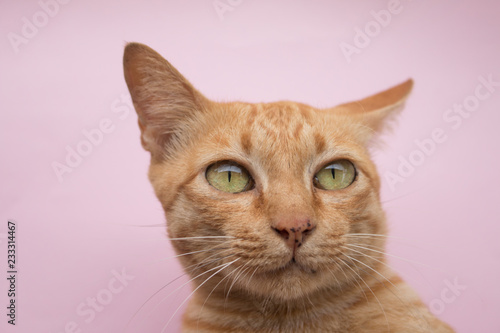 Fototapeta Naklejka Na Ścianę i Meble -  Cute Ginger tabby cat on Pink background
