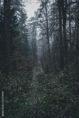 Dark bushes in the misty forest. Late autumn afternoon. Magic trees around.