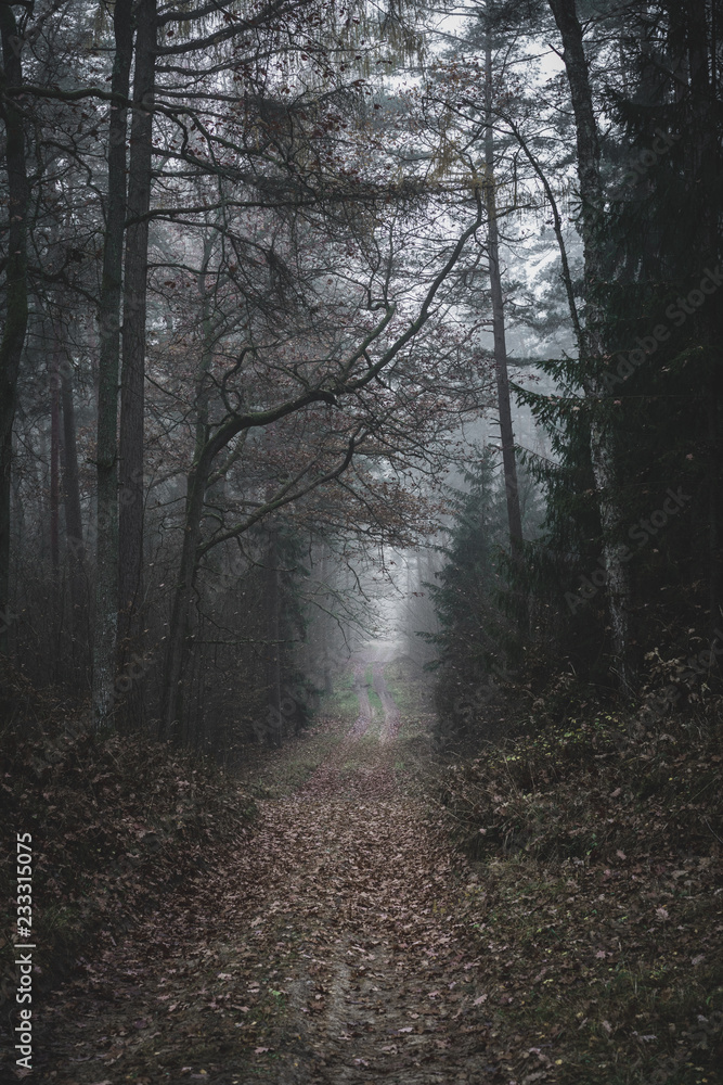 Fototapeta premium Moody, dark forest path covered with plenty of old leaves, mysterious trees. Autumn afternoon.
