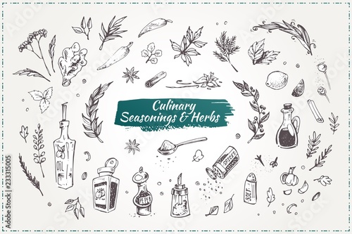 Culinary seasonings and herbs. Hand drawn icons
