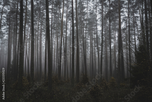 Mysterious, misty, dark forest. Late autumn afternoon. Magic woodland.