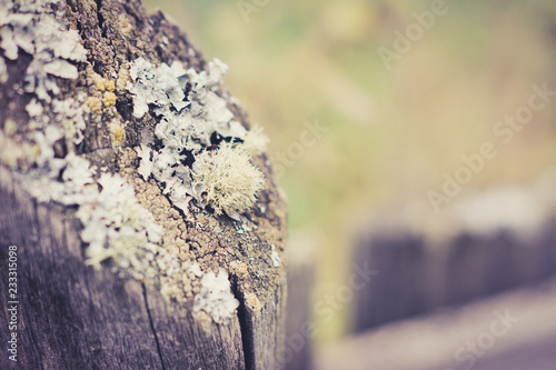 Old wooden fence. Selective focus. Shallow depth of field. photo