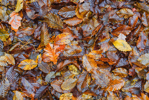 Forest ground covered with colorful autumn leaf carpet.