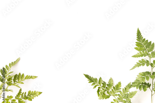 Background of Tropical Leaves with copy space, Original dimensions 5472 x 3648 pixels