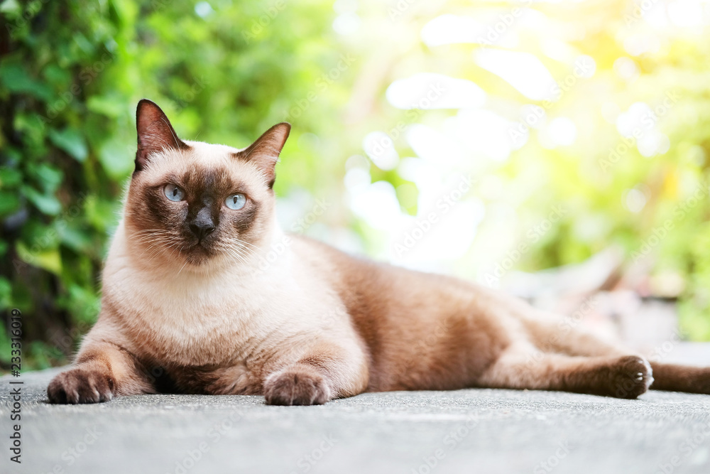 Siamese cat and grey Cat relax with natural light in The garden