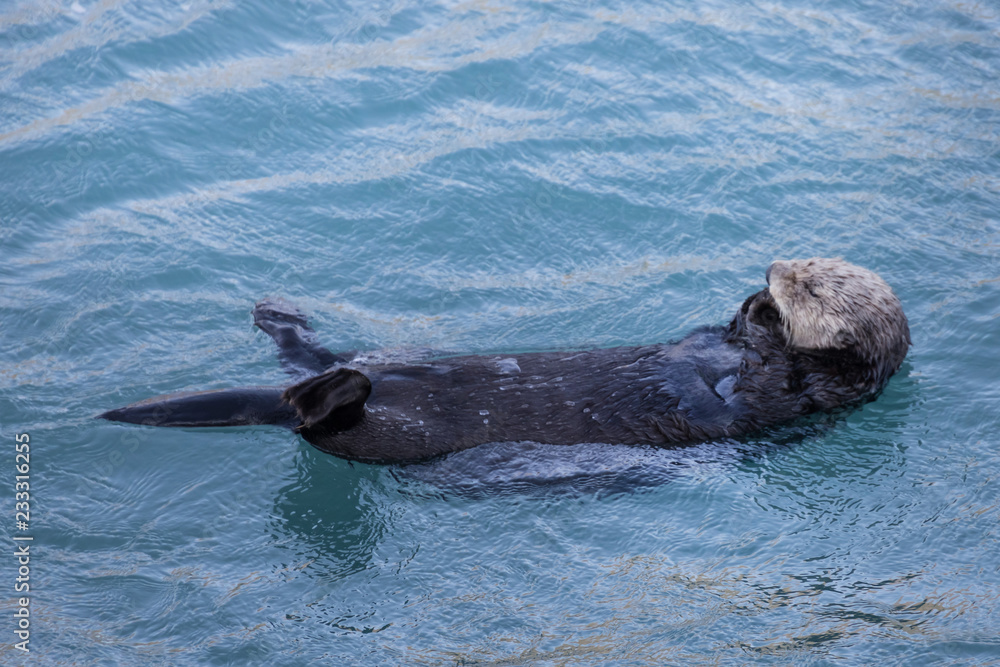 Naklejka premium 海でプカプカ ラッコちゃん Enhydra lutris(Alaska sea otters