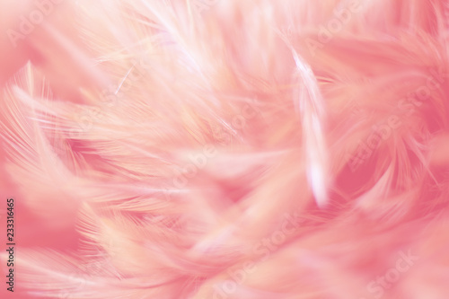 Blur Bird chickens feather texture for background  Fantasy  Abstract  soft color of art design.