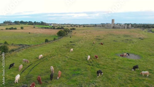 An aerial view of cows grazing near Ross Errilly Friary, situated near Headford in County Galway  in Ireland. photo