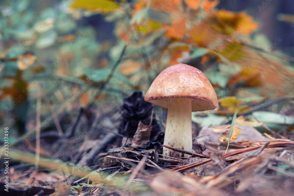 mushroom on the background of orange and green leaves, natural growing conditions mushroom on the background of orange and green leaves, natural growing conditions