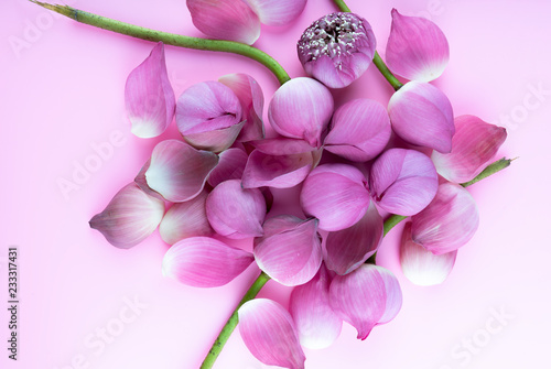 Pink  lotus flowers