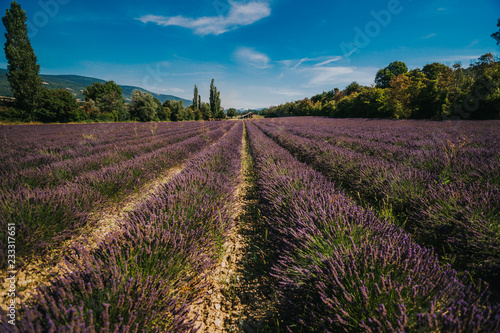 Lavender Field in France