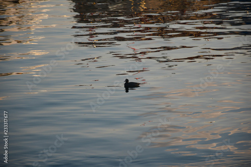 black bird in the sea at sunset