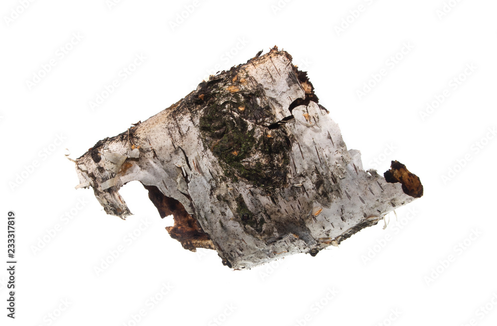 Obraz premium bark isolated on white background