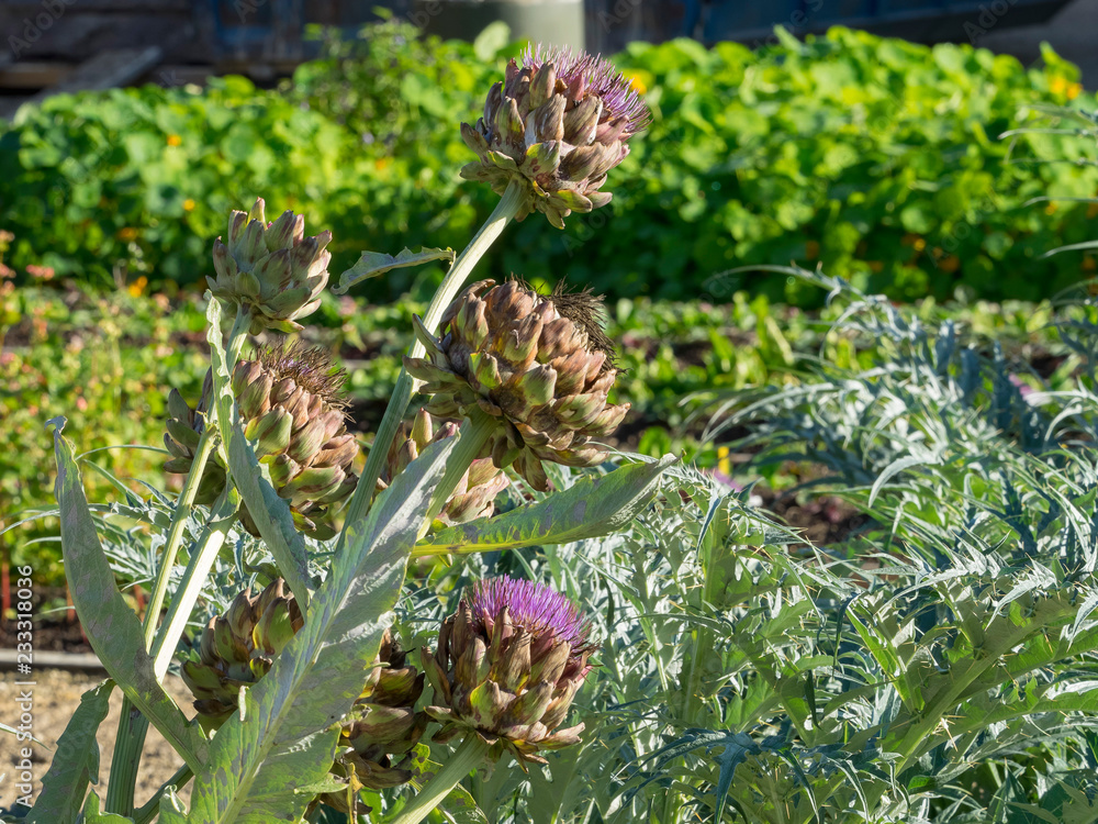 Barbe ou capitule d'artichaut avec fleur de couleur bleu violet au sommet (Cynara scolymus) Barbe ou capitule d'artichaut avec fleur de couleur bleu violet au sommet (Cynara scolymus)