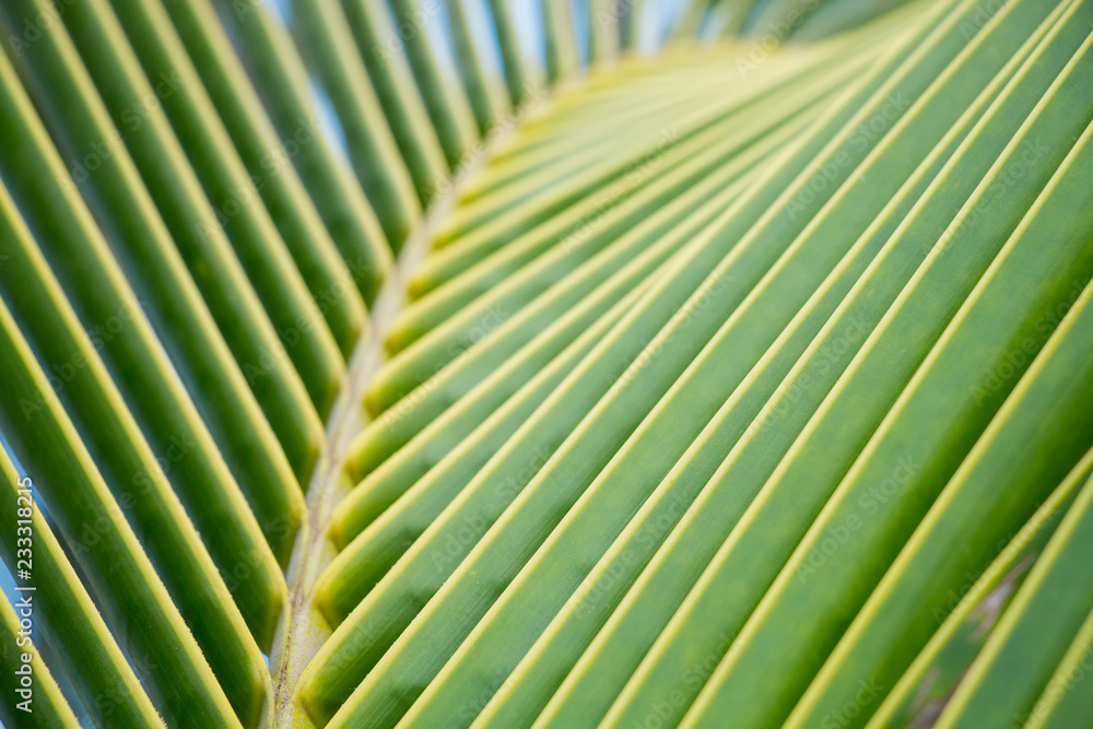Palm tree leaves close-up Palm tree leaves close-up
