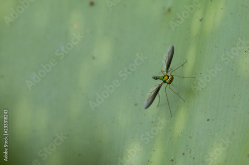 Close up of Long-legged fly