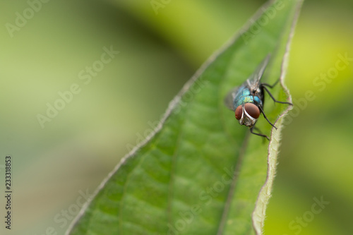 A Fly on a green leaf © taira42