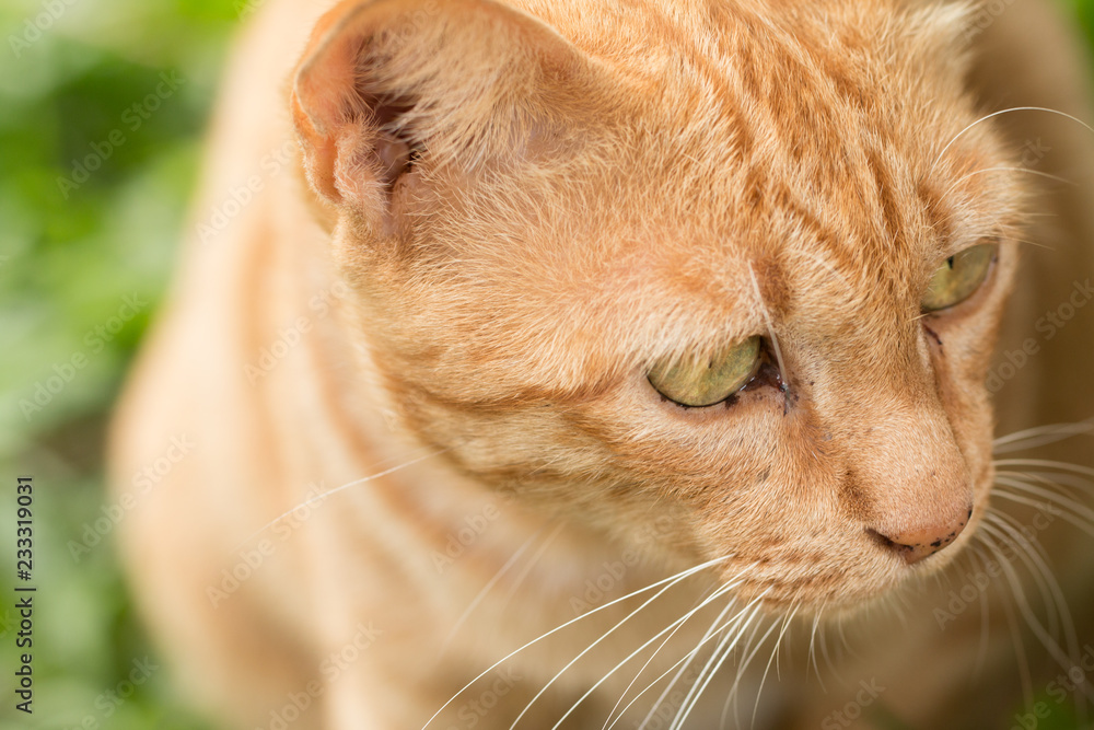 closeup of cute yellow cat stay on outdoor