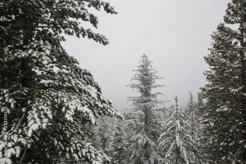 Obraz premium snow covered pine trees