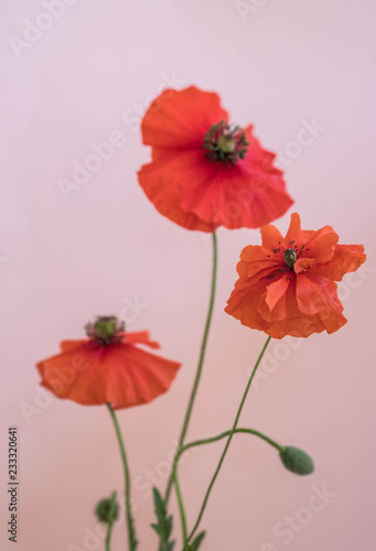 Fototapeta Naklejka Na Ścianę i Meble -  Beautiful red poppies bouquet on pink background