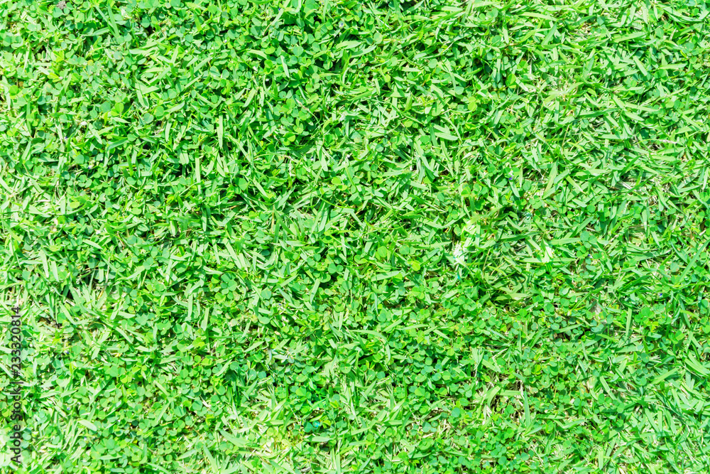 Green grass in the garden as a background Green grass in the garden as a background