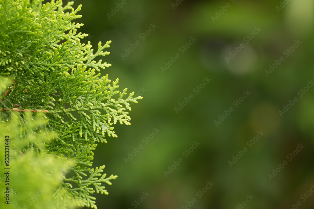 pine leaves, Evergreen Thuja background, Winter tree and christmas tree background concept