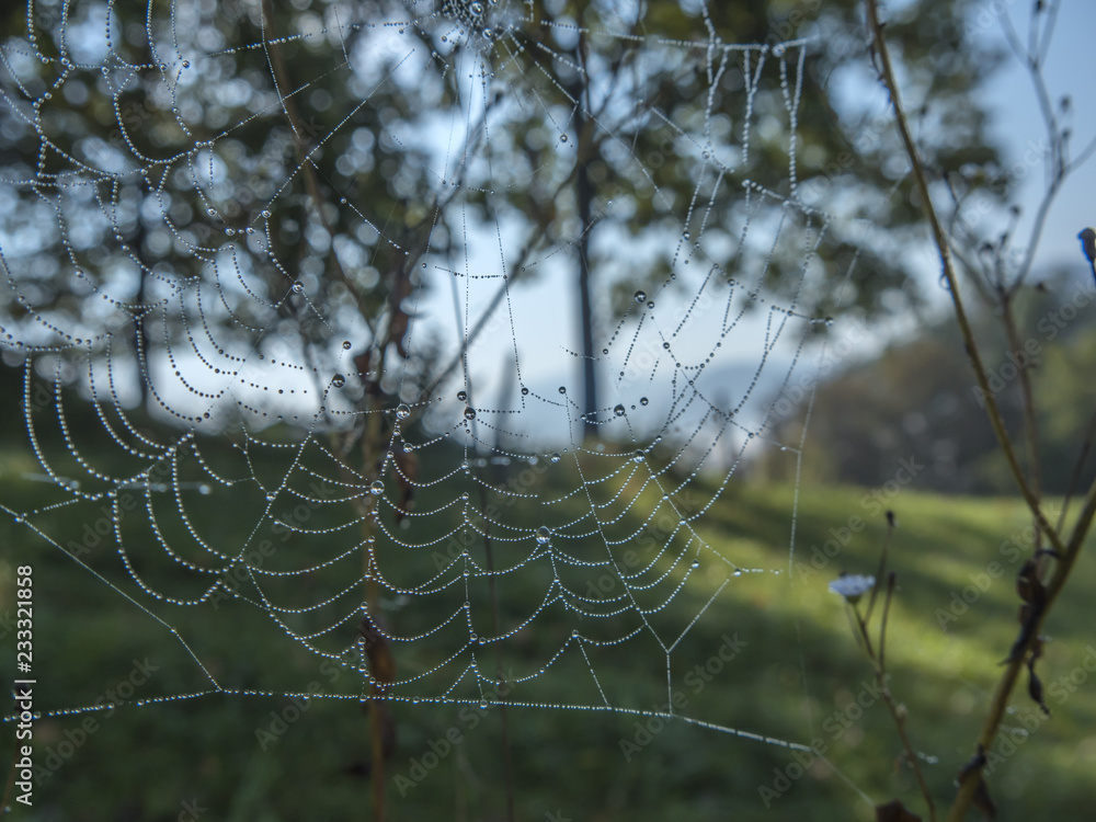 Spiders web in the morning fog full of water drops closeup.