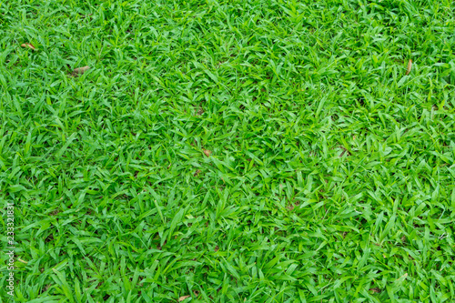 Grass green background.