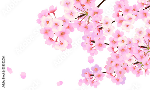 桜　01