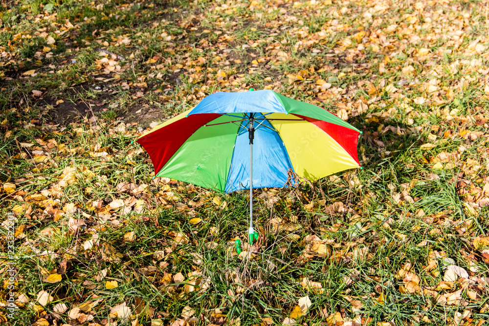 Colored umbrella on the background of yellow leaves